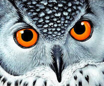 Серая сова с оранжевыми глазами