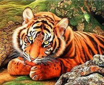 Тигр среди камней