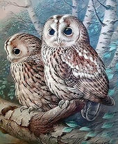 ПЫШНЫЕ СОВУШКИ