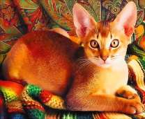 Милый котик на цветном покрывале