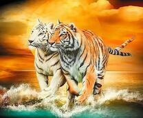 Пара тигров на морском берегу