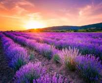 Рассвет над полем цветущей лаванды