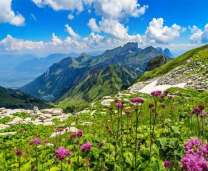 Цветущий Альпийский луг