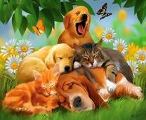 Собаки и коты среди ромашек