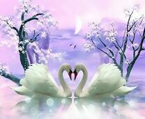 Влюбленные лебеди на фоне фиолетового неба