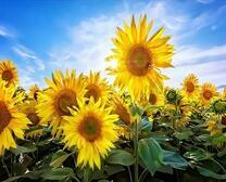 Цветущие подсолнухи на фоне солнца