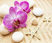 Орхидеи и морские звезды на пляже