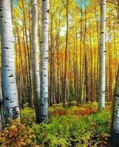 Желтые листья берёз