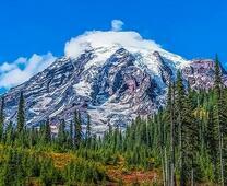 Еловый лес у заснеженной горы