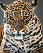 Красивый леопард крупным планом