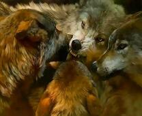 Игры больших волков