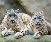 Красивые снежные барсы на скале