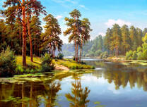 Хвойный лес на берегу тихой реки