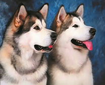 Пушистые довольные лайки