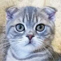 Котёнок вислоухого британца