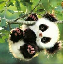 Маленький милый панда висит на ветке