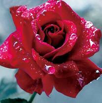 Красивый цветок розы в каплях росы