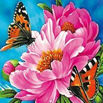 Махаоны на чайной розе