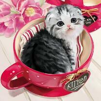 Маленький котёнок в красной чашке