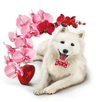 Белый пёс и цветы орхидеи