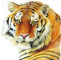 Большой тигр под снегом