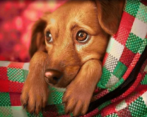 Грустный пёс на цветном кресле