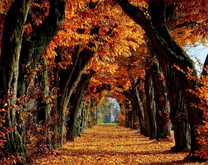 Красота осенний тропы