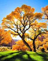 Желтые деревья и зелена трава