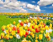 Большое поле разноцветных тюльпанов