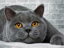 Милый кот с красивыми глазами