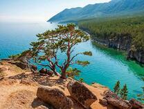 Хвойный лес на горе у моря