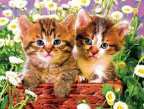 Маленькие ромашки и котята в корзине