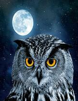 Молодая сова под полной луной