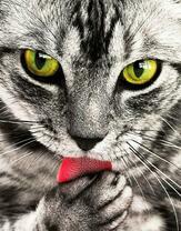 Зеленоглазый котёнок умывается