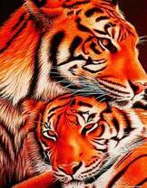 Влюблённая пара тигров