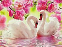 Пара белых лебедей под цветущей розой