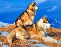 Два пушистых хаски на заснеженной горе