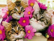 Три котёнка в нежных цветах