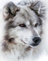 Светло-серый волк