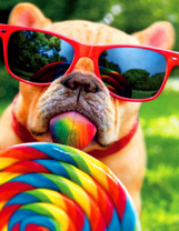 Бульдог с разноцветной конфетой