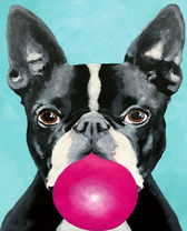 Французский бульдог со жвачкой