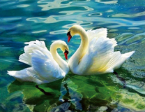 Белые лебеди в кристально-чистом озере