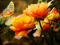 Бабочка на оранжевых цветах