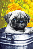 Грустный мопс в ведерке