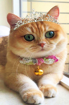 Рыженькая кошечка-королева