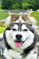 Пушистый кот и лайка