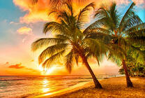 Райский уголок под пальмами