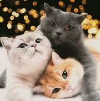 Трое пушистых лежебок