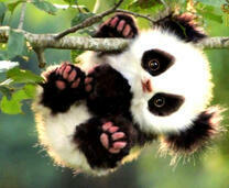 Маленький панда на ветке дерева