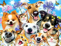 Весёлые кошки, собаки и бабочки